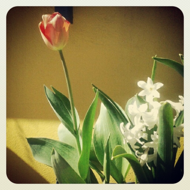 tulipani primavera
